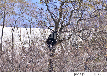 ツキノワグマ ツキノワグマ 118403312