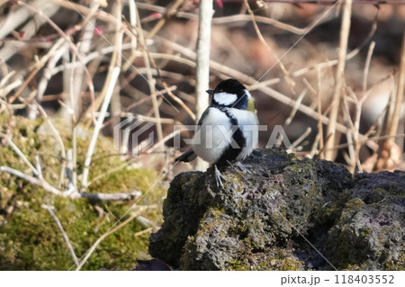 枝にとまるシジュウカラ 枝にとまるシジュウカラ 118403552