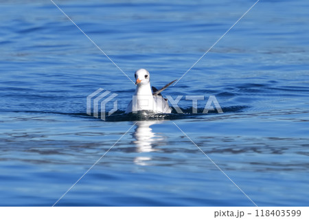 カモメ 118403599