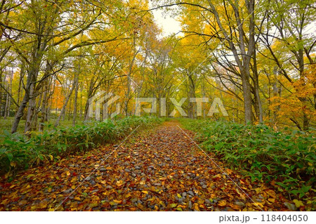 十月、紅葉の北海道、国道二七三号線、上士幌町の士幌線跡、糠平湖と鹿追町の湖底線路を訪ねる秋の旅、秋旅 118404050