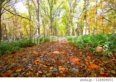 十月、紅葉の北海道、国道二七三号線、上士幌町の士幌線跡、糠平湖と鹿追町の湖底線路を訪ねる秋の旅、秋旅 118404051