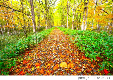 十月、紅葉の北海道、国道二七三号線、上士幌町の士幌線跡、糠平湖と鹿追町の湖底線路を訪ねる秋の旅、秋旅 十月、紅葉の北海道、国道二七三号線、上士幌町の士幌線跡、糠平湖と鹿追町の湖底線路を訪ねる秋の旅、秋旅 118404054