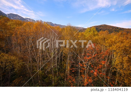 燃える秋、錦秋の北海道、十月、層雲峡の紅葉、黒岳ロープウェイ、ロープウェーで登る黒岳、赤黄色の紅葉 燃える秋、錦秋の北海道、十月、層雲峡の紅葉、黒岳ロープウェイ、ロープウェーで登る黒岳、赤黄色の紅葉 118404119