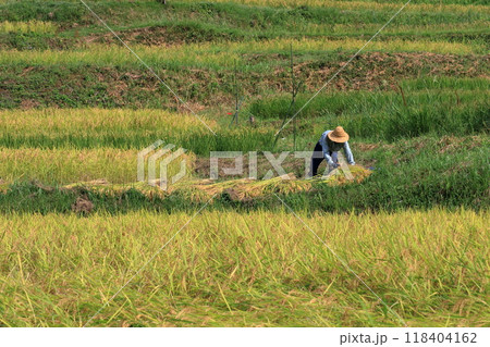 稲刈りの準備をする男性　稲刈り 118404162
