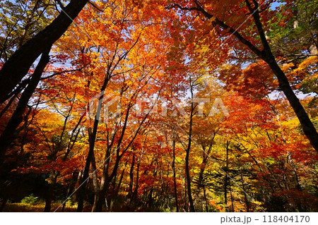燃える秋、錦秋の北海道、十月、層雲峡の紅葉、黒岳ロープウェイ、ロープウェーで登る黒岳、赤黄色の紅葉 燃える秋、錦秋の北海道、十月、層雲峡の紅葉、黒岳ロープウェイ、ロープウェーで登る黒岳、赤黄色の紅葉 118404170