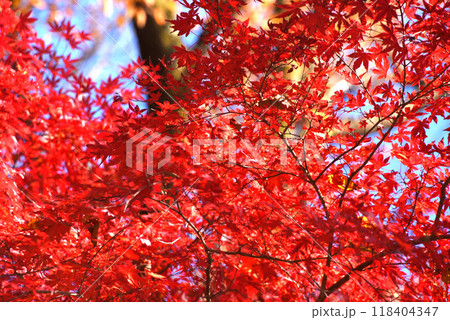 紅葉 紅葉 118404347