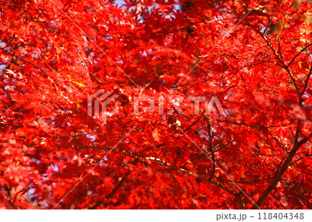 紅葉 紅葉 118404348