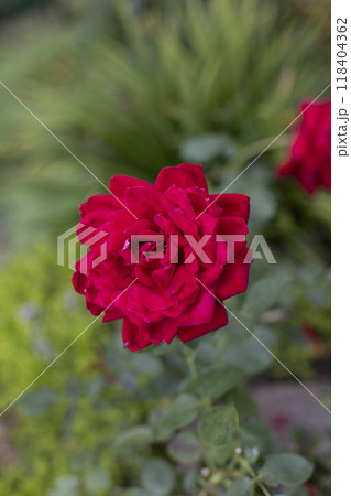 Beautiful blooming red roses in the garden against the background of green leaves. The beauty of nature. Selective focus, close-up. Beautiful blooming red roses in the garden against the background of green leaves. The beauty of nature. Selective focus, close-up. 118404362