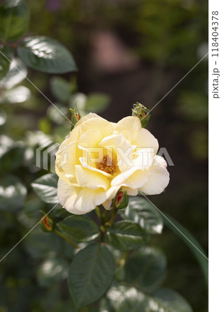 Beautiful blooming yellow roses in the garden against the background of green leaves. The beauty of nature. Selective focus, close-up. 118404378