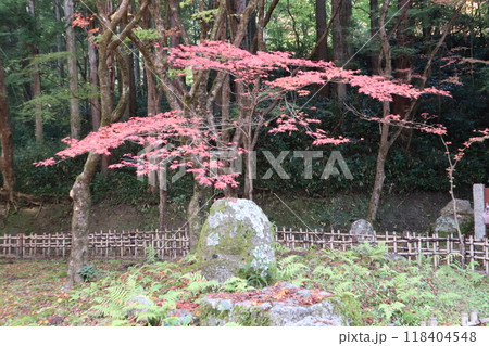 豊田市香嵐渓 香嵐渓紅葉狩り 紅葉 香嵐渓 もみじ 豊田市香嵐渓 香嵐渓紅葉狩り 紅葉 香嵐渓 もみじ 118404548