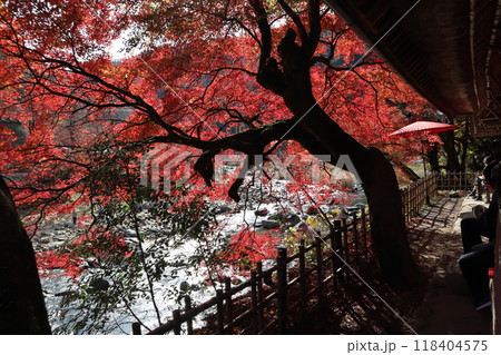 豊田市香嵐渓 香嵐渓紅葉狩り 紅葉 香嵐渓 もみじ 豊田市香嵐渓 香嵐渓紅葉狩り 紅葉 香嵐渓 もみじ 118404575