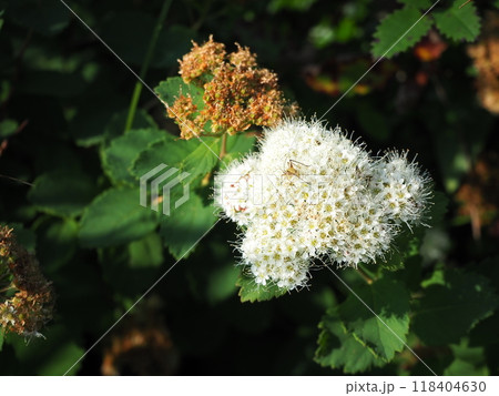 エゾノマルバシモツケの花 118404630