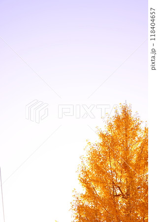 青空に映えるイチョウの黄葉(背景素材) 118404657