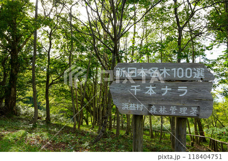 千本ナラの木 118404751