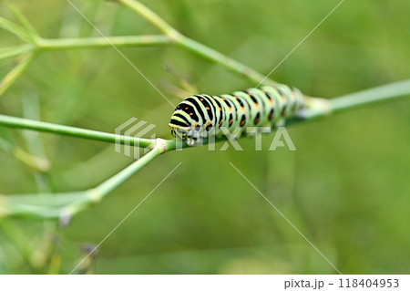 キアゲハの幼虫 キアゲハの幼虫 118404953