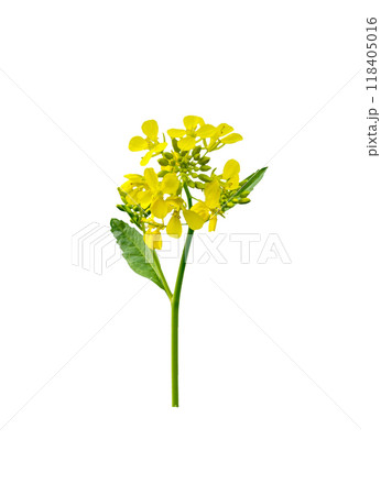 Mustard plant. Mustard plant. 118405016