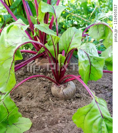 Plant of red beet in field Plant of red beet in field 118405017