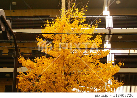 カラー　紅葉　植物　秋　公園　（2024年9月登録） 118405720