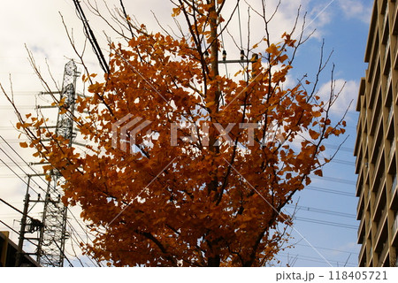 カラー　紅葉　植物　秋　公園　（2024年9月登録） 118405721