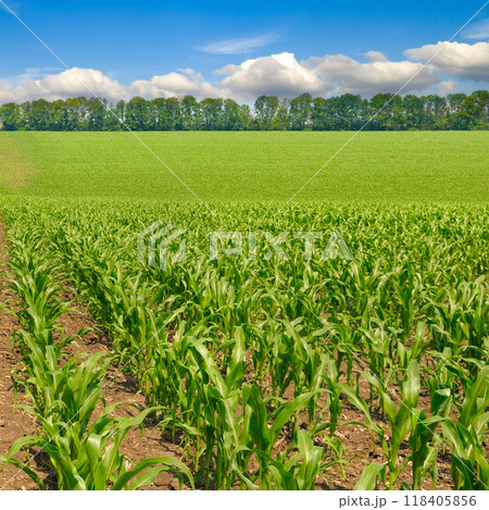 Green field of corn and blue sky. 118405856