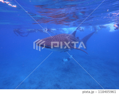 大勢のシュノーケラーとジンベエザメ 大勢のシュノーケラーとジンベエザメ 118405961