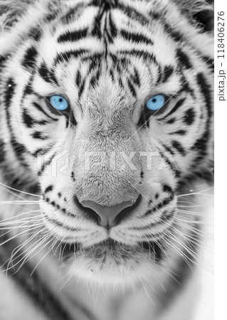 Close-up portrait of white tiger with blue eyes and fur patterns in natural light. Generative AI 118406276