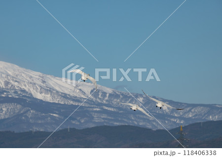 【庄内の風景】白鳥と鳥海山 【庄内の風景】白鳥と鳥海山 118406338