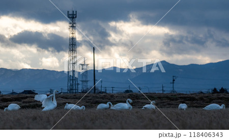 【庄内の風景】白鳥と田んぼ 118406343