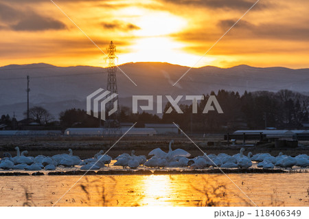 【庄内の風景】白鳥と朝日_田んぼの雪解け 118406349