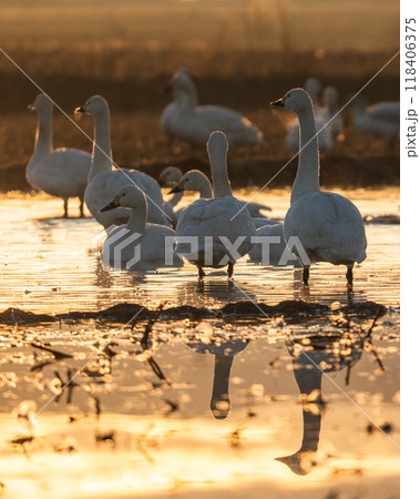 【庄内の風景】白鳥と朝日_田んぼの雪解け 118406375