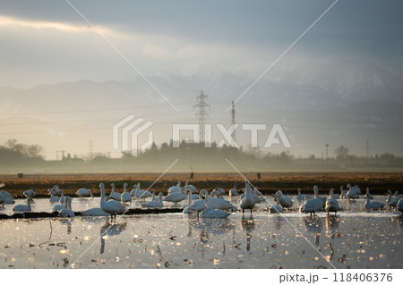 【庄内の風景】白鳥と朝日_田んぼの雪解け 118406376
