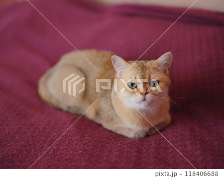 Beautiful short hair cat at home at sofa after sleep. Adorable domestic pet concept. 118406688