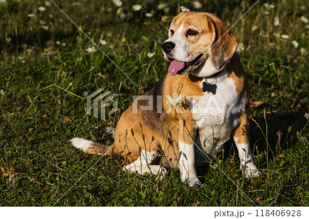 A cute beagle is sitting in the grass, tongue out, enjoying the day A cute beagle is sitting in the grass, tongue out, enjoying the day 118406928