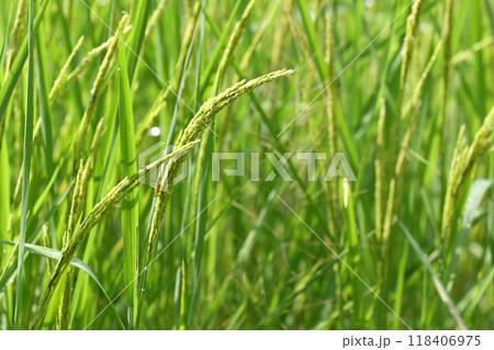 Green rice plants are about to sprout ears. Green rice plants are about to sprout ears. 118406975