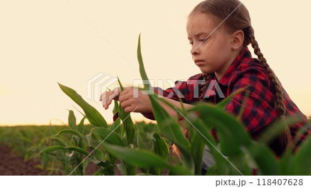 agriculture, child kid daughter farmer girl touches green corn leaves sunset, little child touches corn leaf with hand field, fertile soil, family business happy family, girl touches corn sprout leaf 118407628
