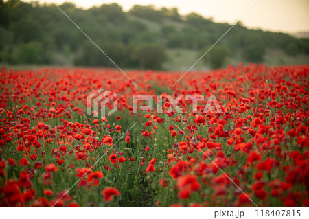Poppy Field, Red Flowers, Sunset Landscape 118407815