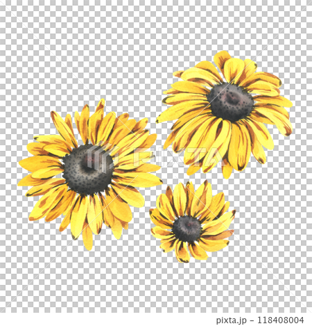 Yellow autumn garden flowers rudbeckia with black center three different sizes. Watercolor hand drawn illustration on the theme of autumn and harvest. Set of elements isolated from the background Yellow autumn garden flowers rudbeckia with black center three different sizes. Watercolor hand drawn illustration on the theme of autumn and harvest. Set of elements isolated from the background 118408004