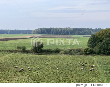 Top view of sheep flock on green grassland shoot aerial 118408182