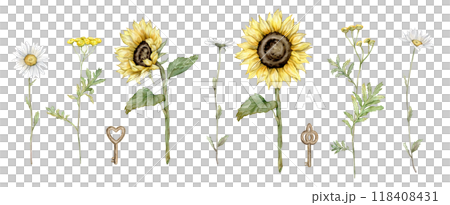 Set of common tansy and sunflowers and chamomile. Set of yellow and white field flowers. Clipart flowers and keys. Hand drawn watercolor illustration isolated. Bundle botanical medicinal wildflowers. 118408431