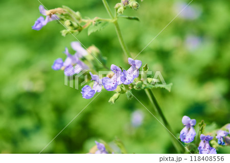 キャットミント 118408556