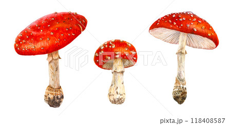 Watercolor mushrooms set. Botanical illustration with Fly agaric, amanita red mushroom 118408587
