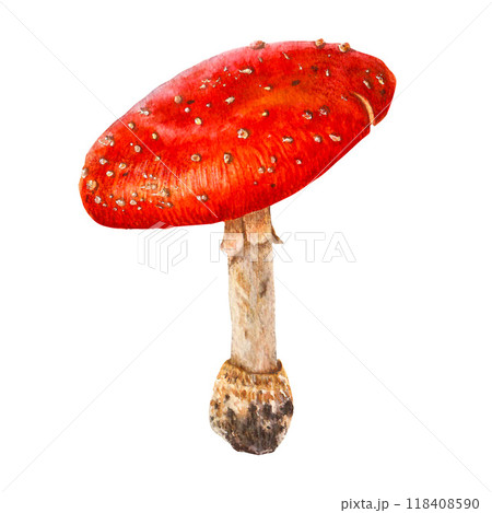 Watercolor mushroom. Botanical illustration with Fly agaric, amanita red mushroom Watercolor mushroom. Botanical illustration with Fly agaric, amanita red mushroom 118408590