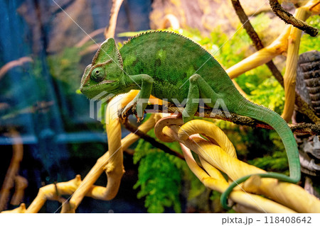 green green 118408642