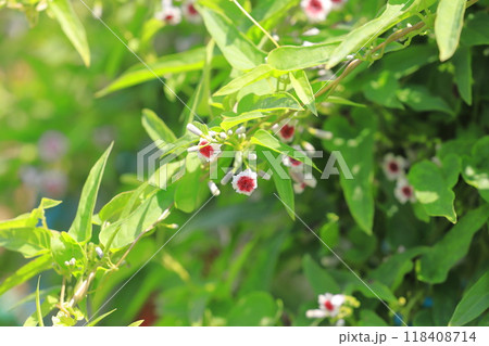 ヘクソカズラ（屁糞葛）の花 118408714