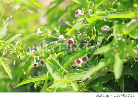 ヘクソカズラ（屁糞葛）の花 118408715