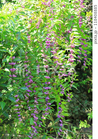 紫小紫（コムラサキ）の実　 118408885