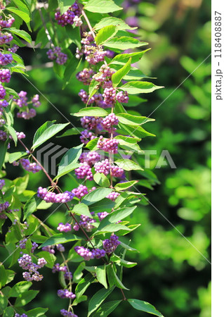 紫小紫（コムラサキ）の実　 118408887