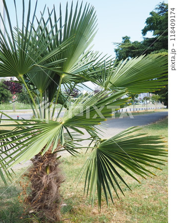 The Arecaceae is a family of perennial, flowering plants in the monocot order Arecales. Washingtonia robusta, known by common name as washingtonia, skyduster. Bar, Montenegro 118409174