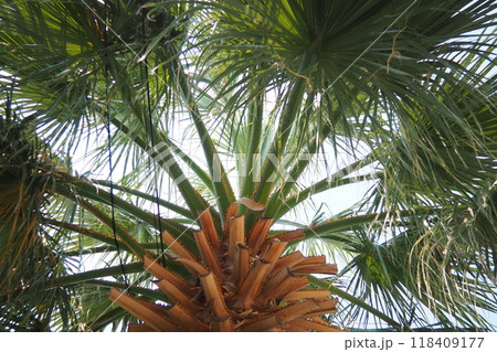 The Arecaceae is a family of perennial, flowering plants in the monocot order Arecales. Washingtonia robusta, known by common name as the Mexican fan palm, Mexican washingtonia, or skyduster The Arecaceae is a family of perennial, flowering plants in the monocot order Arecales. Washingtonia robusta, known by common name as the Mexican fan palm, Mexican washingtonia, or skyduster 118409177