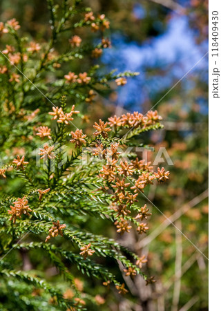 飛散直前の杉花粉・杉の雄花【花粉症イメージ素材】 118409430